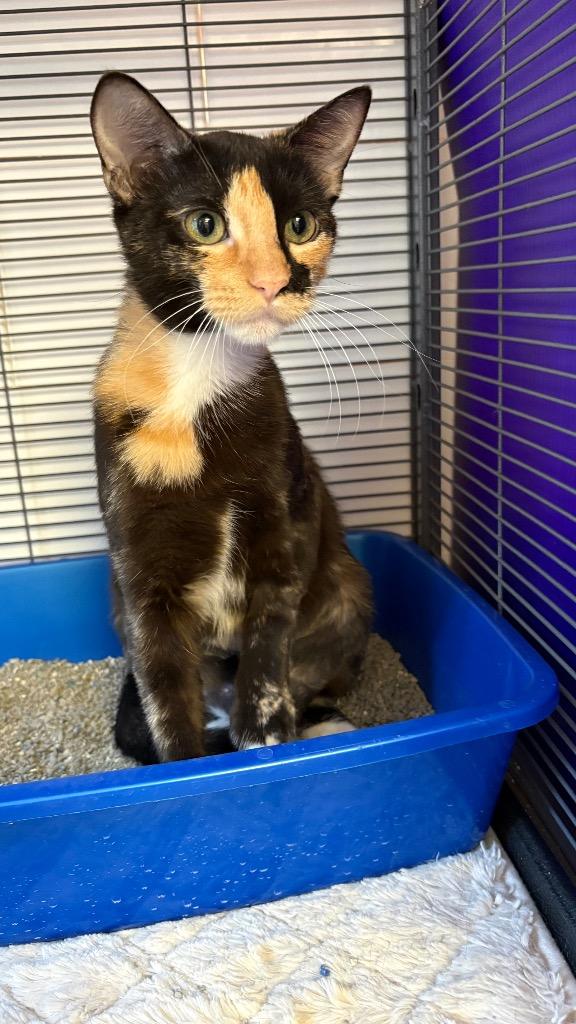 Enlarge Poppy Violet, a Adoptable Domestic Short Hair in Lewisville, TX image 2/5