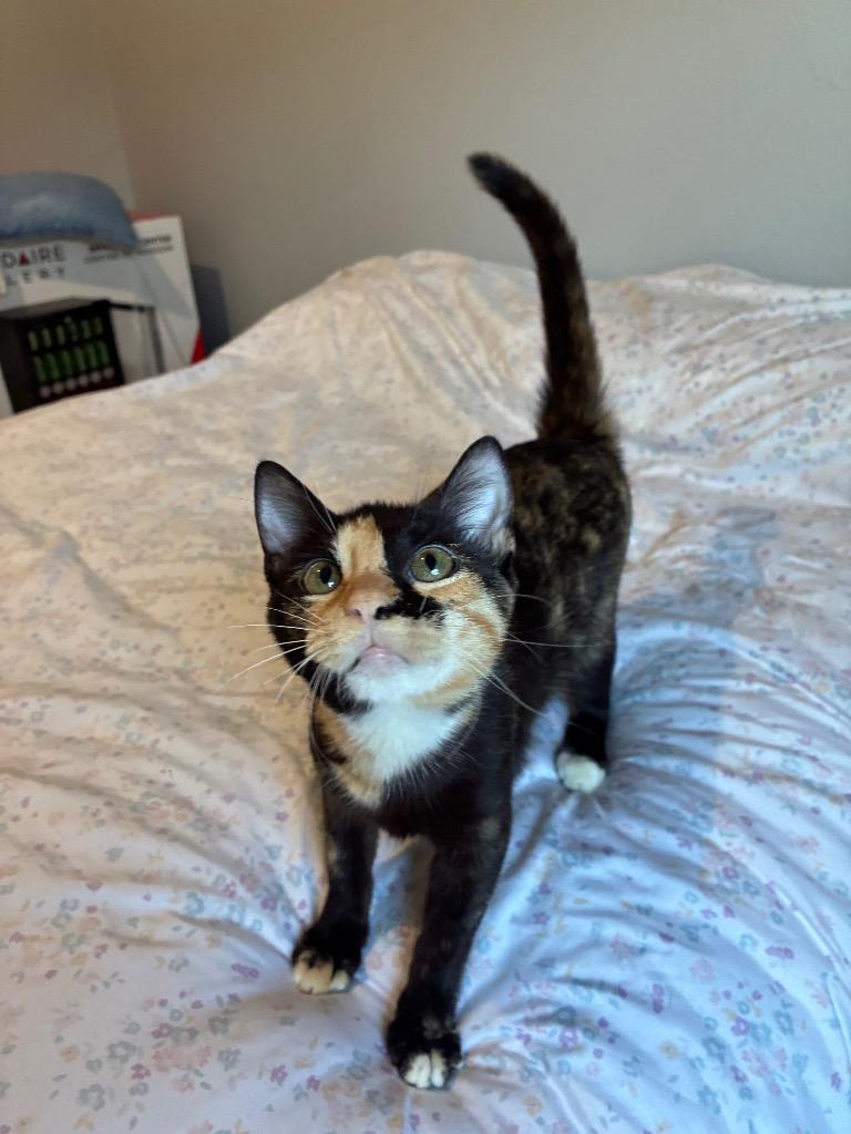 Enlarge Poppy Violet, a Adoptable Domestic Short Hair in Lewisville, TX image 3/5