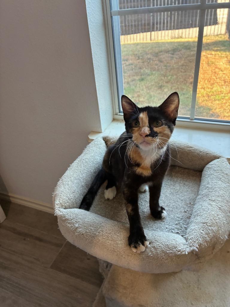 Enlarge Poppy Violet, a Adoptable Domestic Short Hair in Lewisville, TX image 4/5