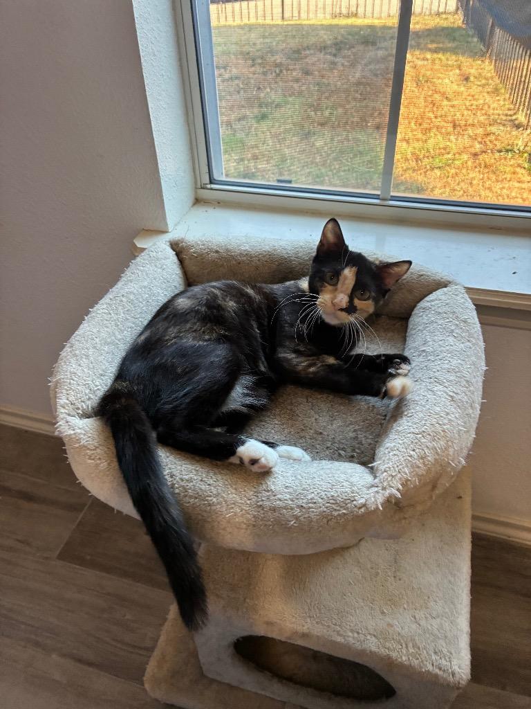 Enlarge Poppy Violet, a Adoptable Domestic Short Hair in Lewisville, TX image 5/5