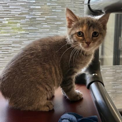 Schnapps, adopted, Young Female Domestic Short Hair.