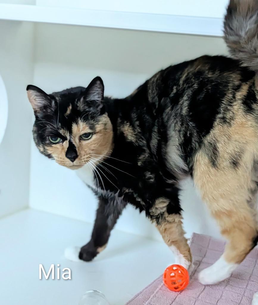 Enlarge Mia, a Adoptable mixed breed in Greenfield, IN image 1/6