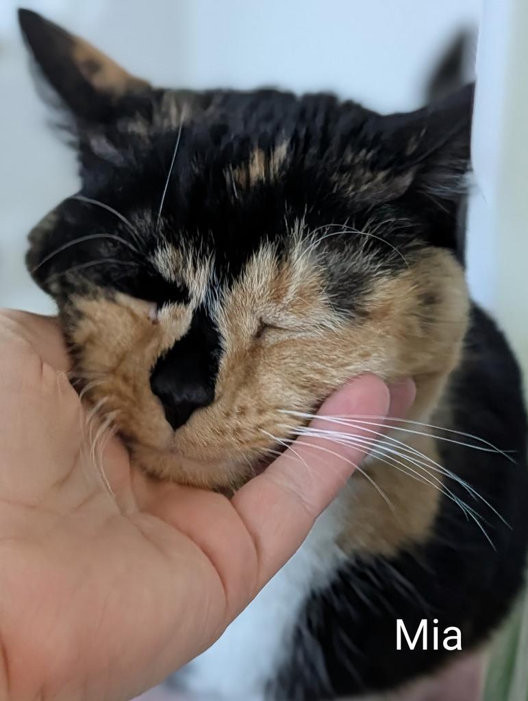 Enlarge Mia, a Adoptable mixed breed in Greenfield, IN image 2/6