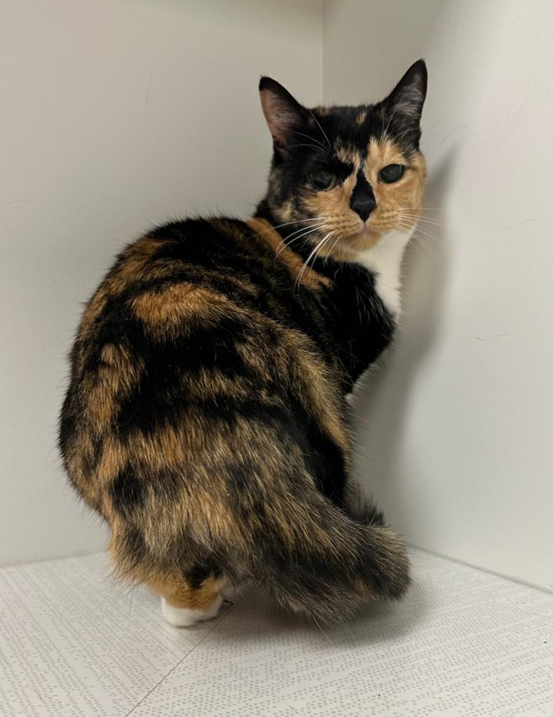 Enlarge Mia, a Adoptable mixed breed in Greenfield, IN image 3/6