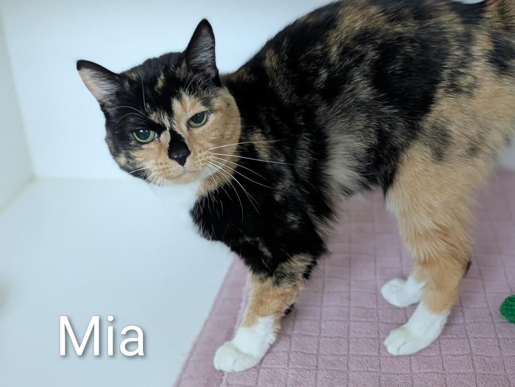 Enlarge Mia, a Adoptable mixed breed in Greenfield, IN image 4/6