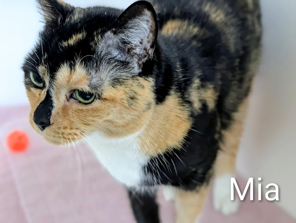 Enlarge Mia, a Adoptable mixed breed in Greenfield, IN image 5/6