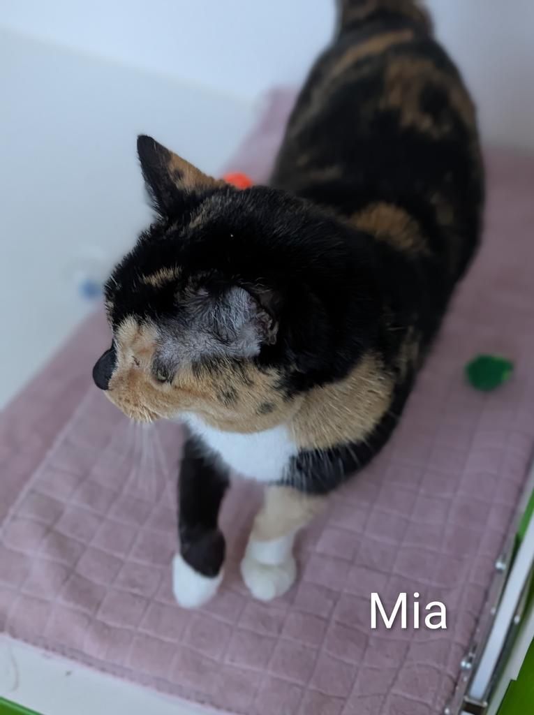 Enlarge Mia, a Adoptable mixed breed in Greenfield, IN image 6/6