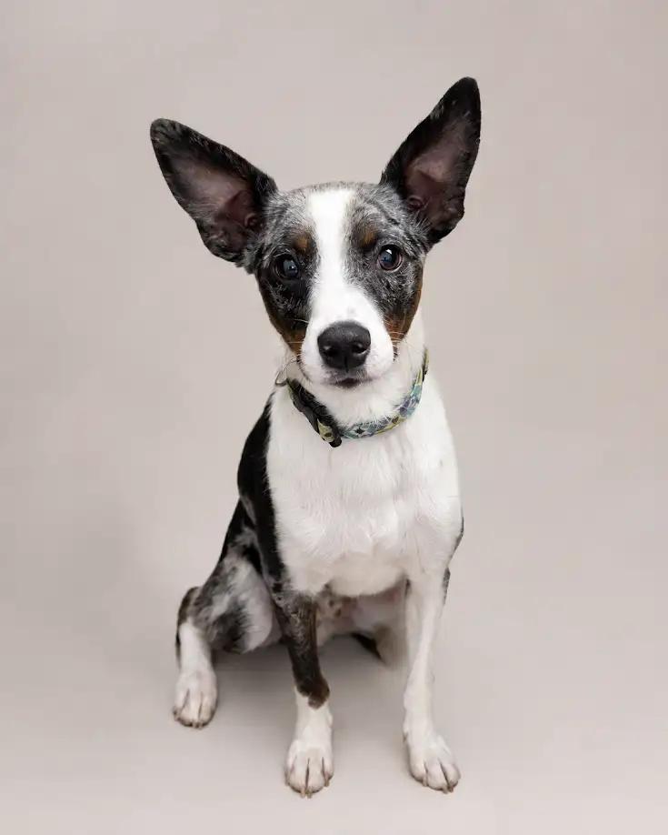 Enlarge Ted, a Adoptable mixed breed in Lincoln, IL image 1/1