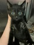 Eclipse, Adoptable, Kitten Male Domestic Short Hair.