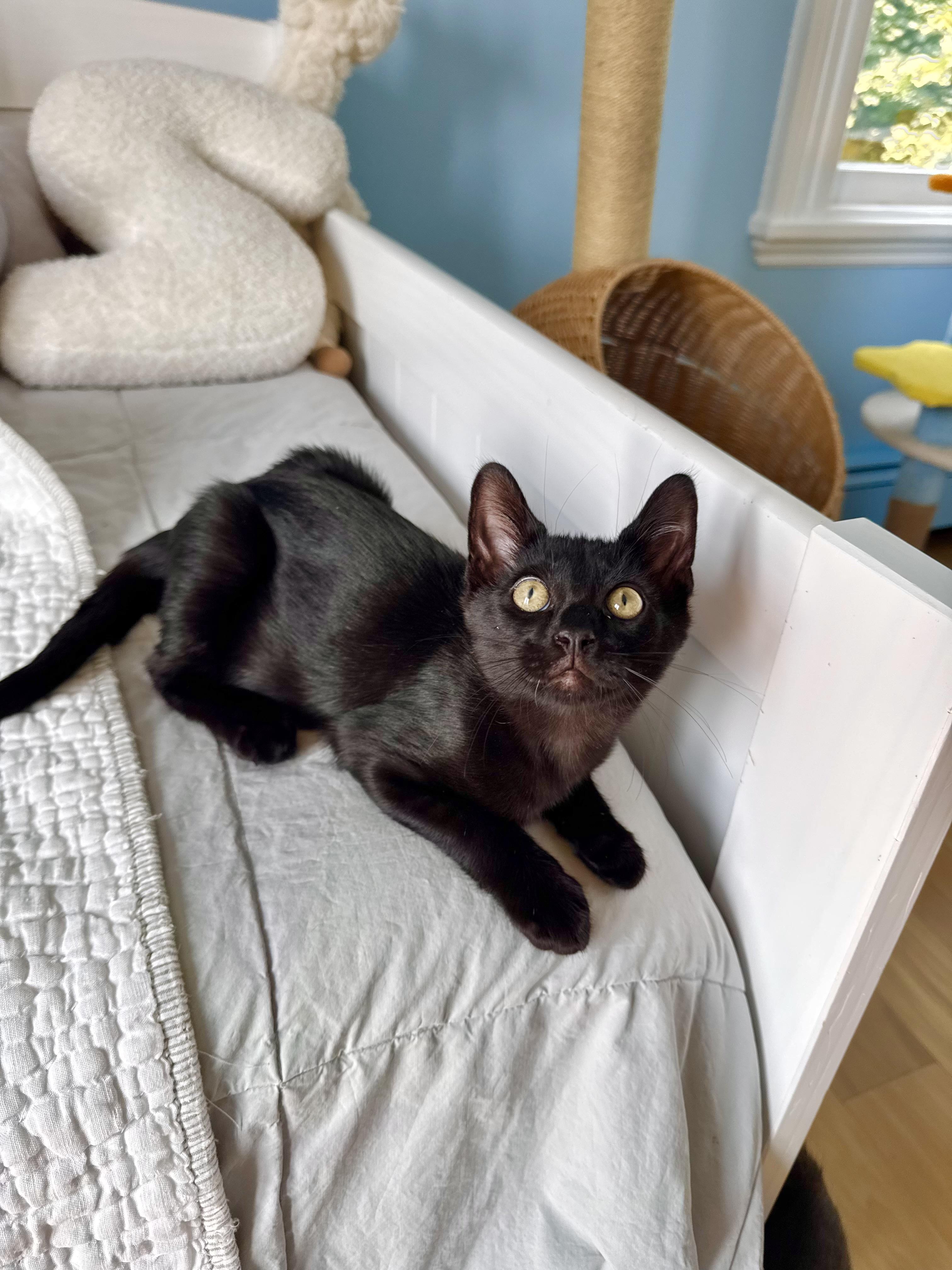 The Loaf Litter, a ADOPTABLE Domestic Short Hair in Ramsey, NJ image 3/6