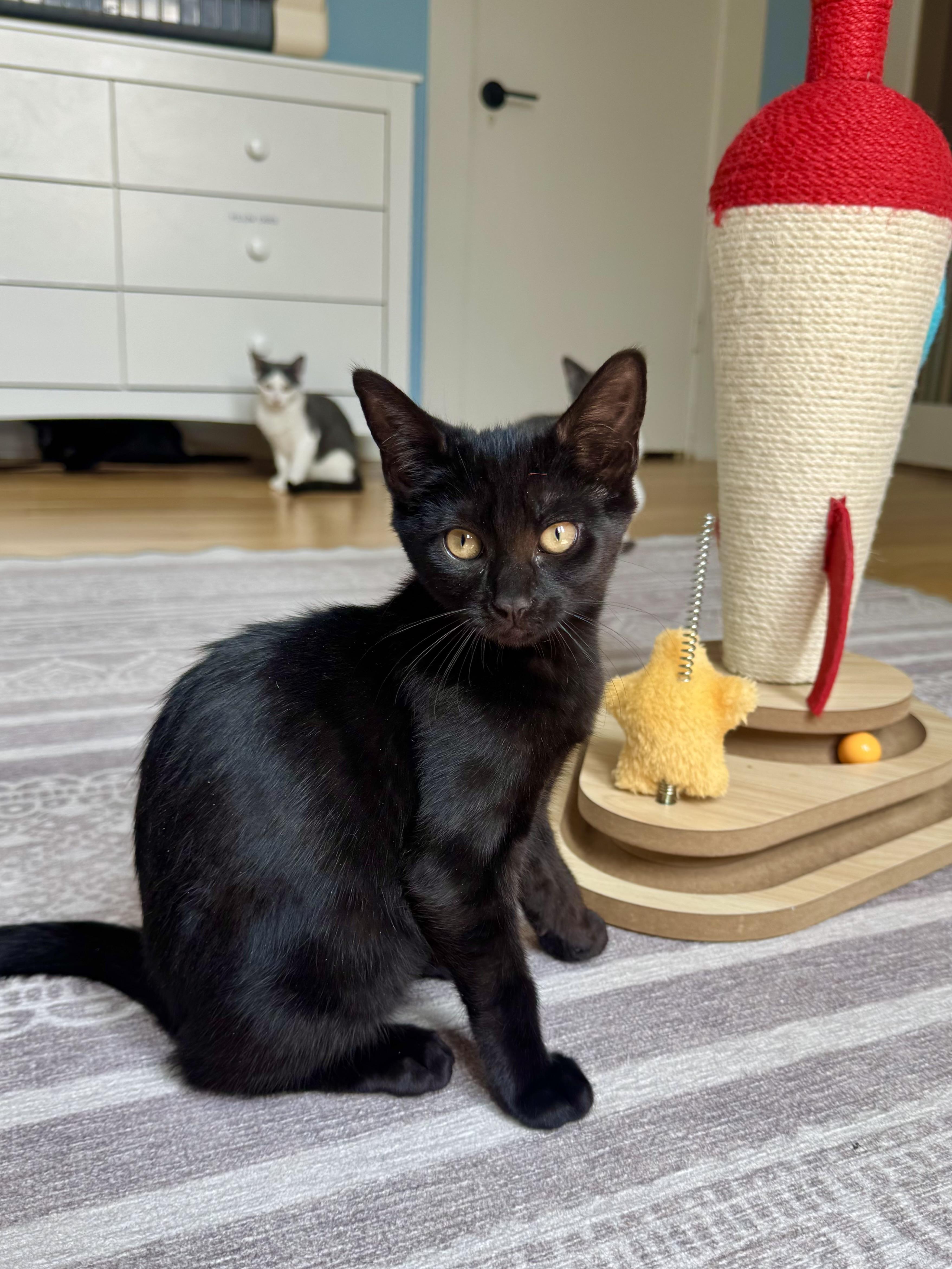 The Loaf Litter, ADOPTABLE, Kitten Male Domestic Short Hair.