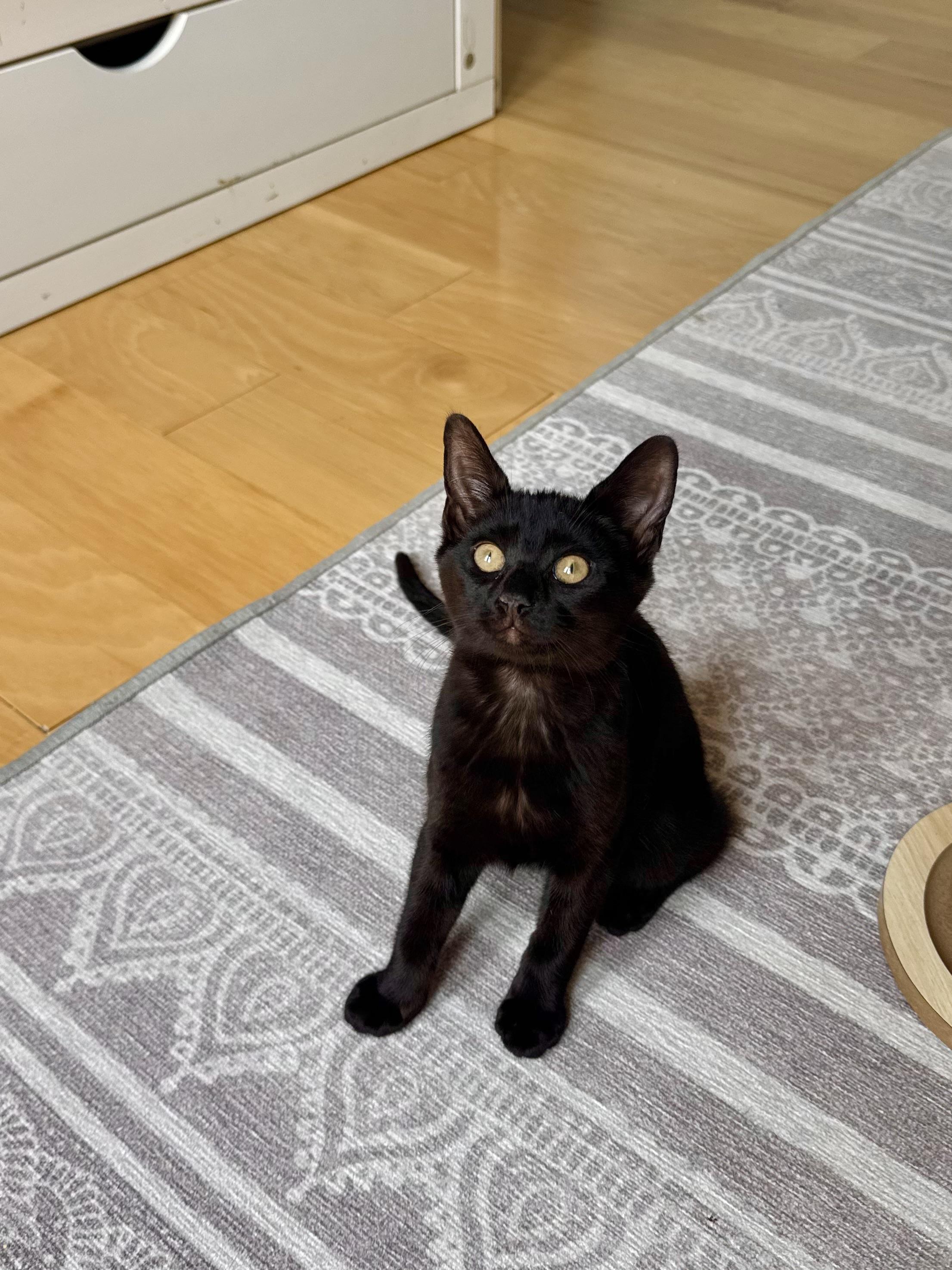 The Loaf Litter, a ADOPTABLE Domestic Short Hair in Ramsey, NJ image 5/6