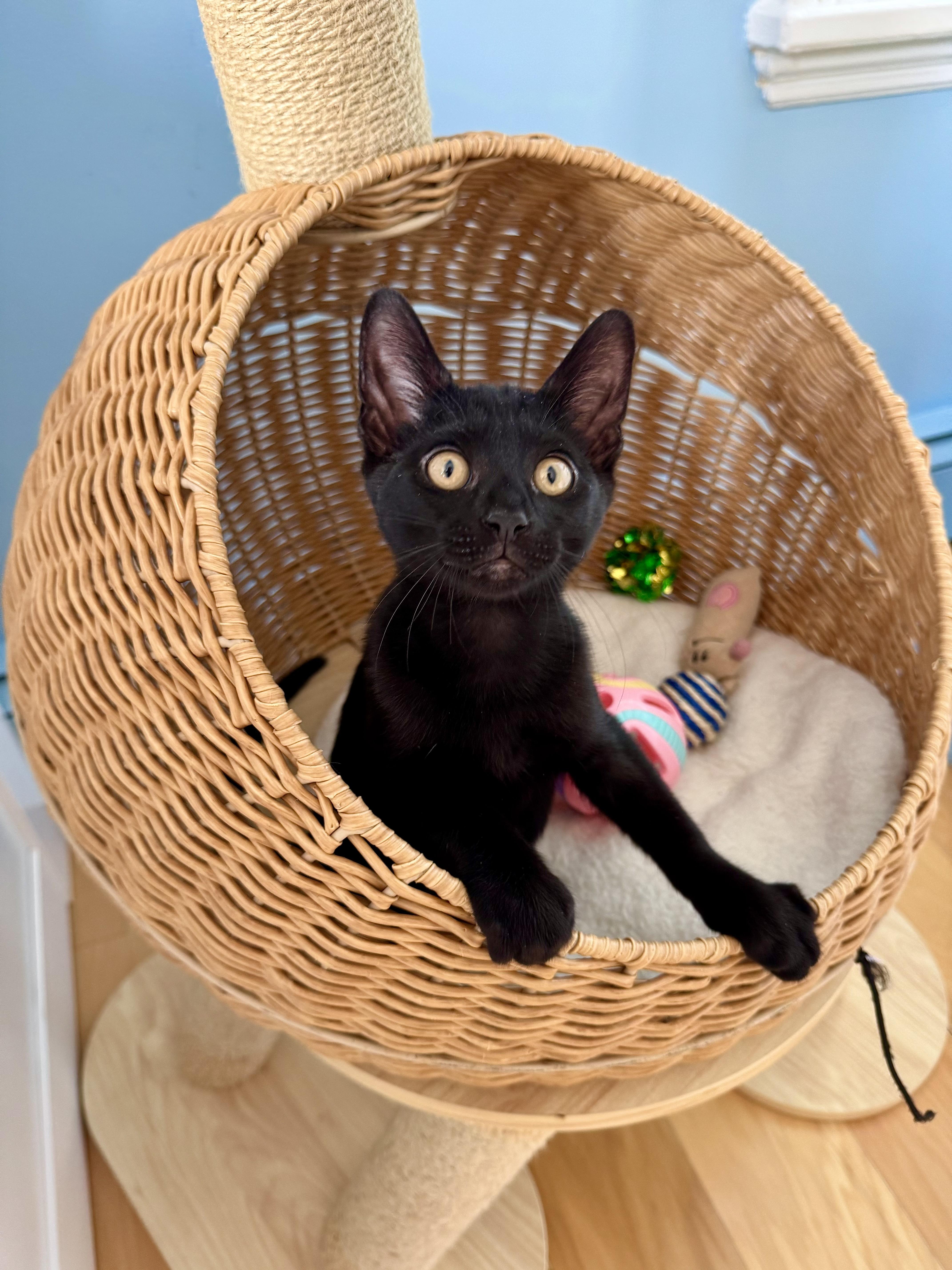 The Loaf Litter, a ADOPTABLE Domestic Short Hair in Ramsey, NJ image 2/6