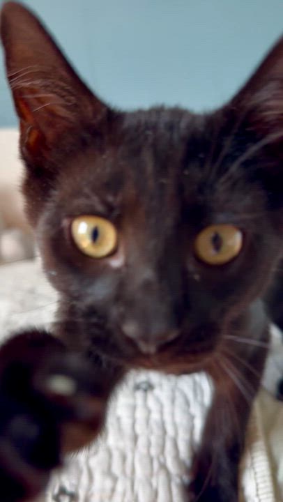 Enlarge The Loaf Litter, a ADOPTABLE Domestic Short Hair in Ramsey, NJ video 4/6