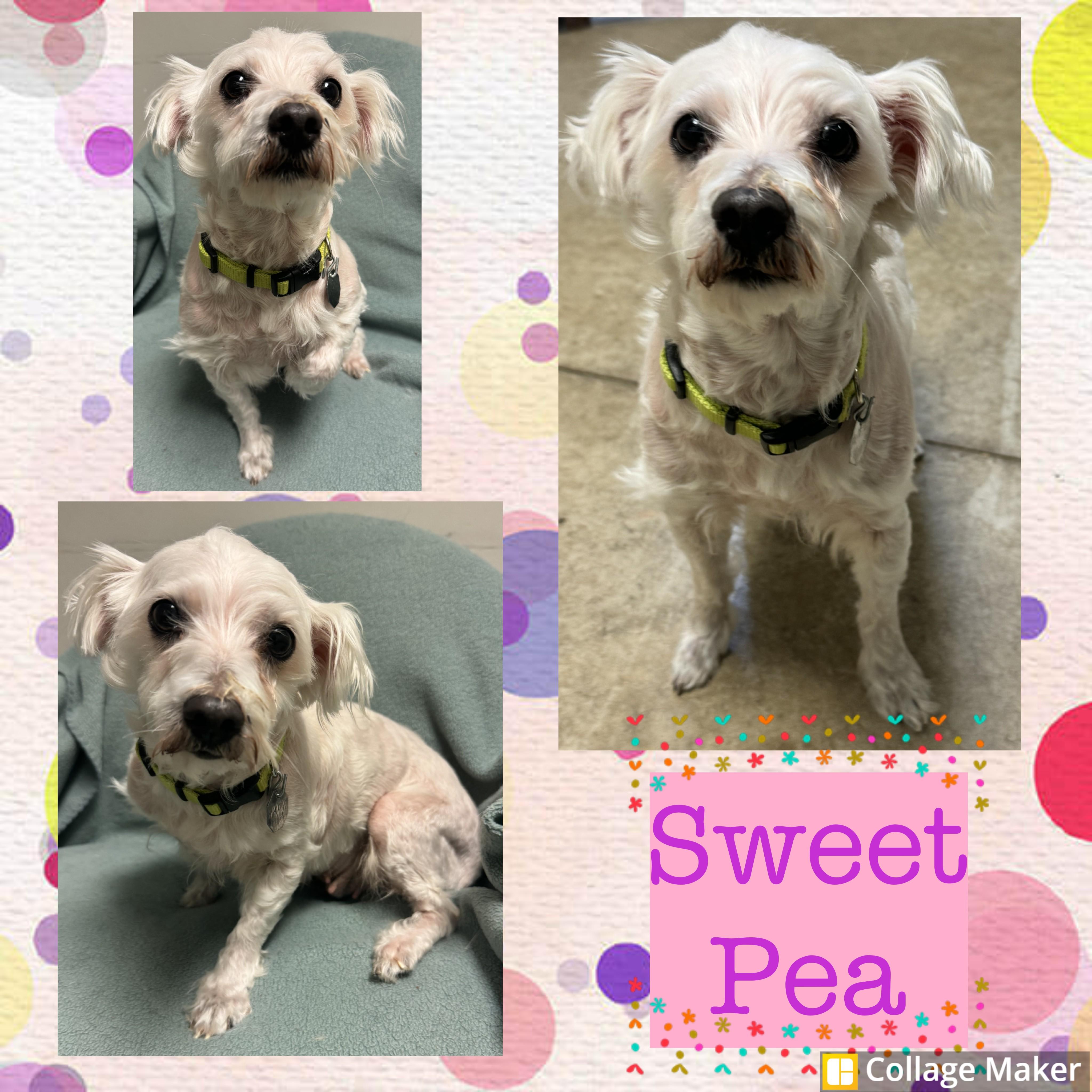 Enlarge Sweet Pea, a ADOPTABLE mixed breed in Clearfield, PA image 1/1