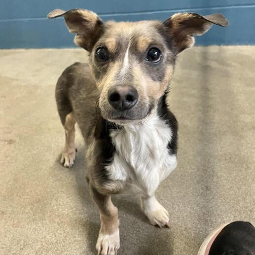 Colton, Adoptable, Adult Male Dachshund & Terrier.