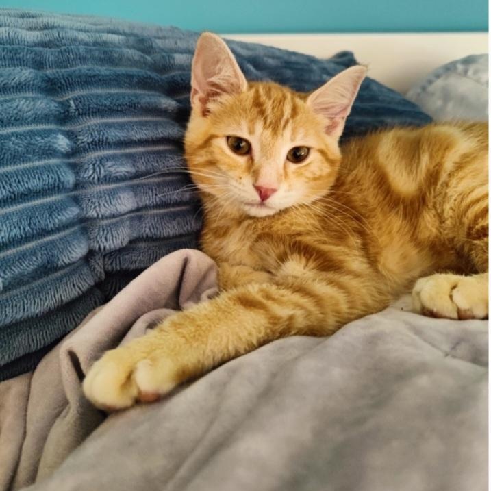 Biscoff, adopted, Kitten Male Domestic Short Hair & Tabby.
