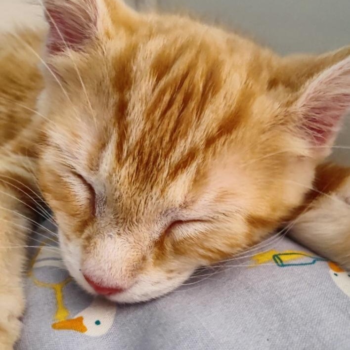 Biscoff, an adopted mixed breed in South Park, PA image 3/3