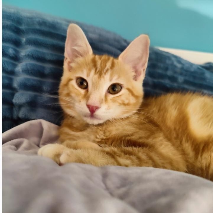 Biscoff, an adopted mixed breed in South Park, PA image 2/3