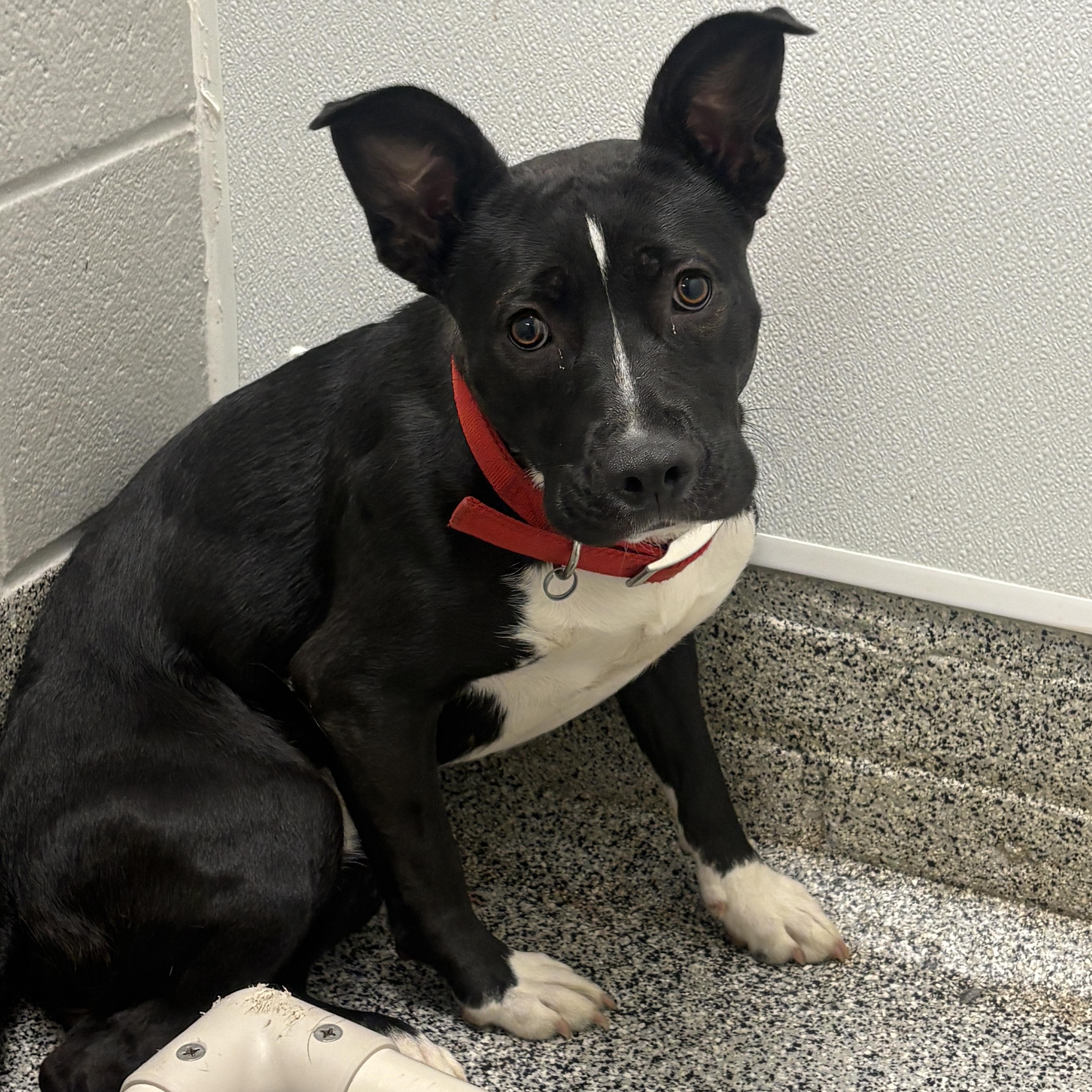 Shania, Adoptable, Adult Female Pit Bull Terrier & Mixed Breed.