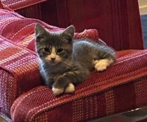 Ike, ADOPTABLE, Kitten Male Domestic Short Hair.