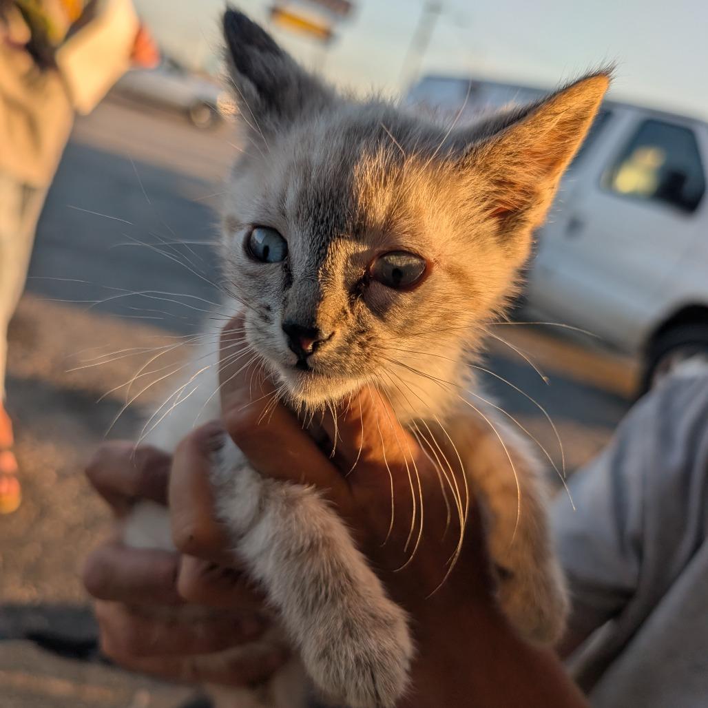 Darker Lynx Point-short hair :'wild love bug'' climbing champ, Adoptable, Kitten Male Siamese & Domestic Short Hair.