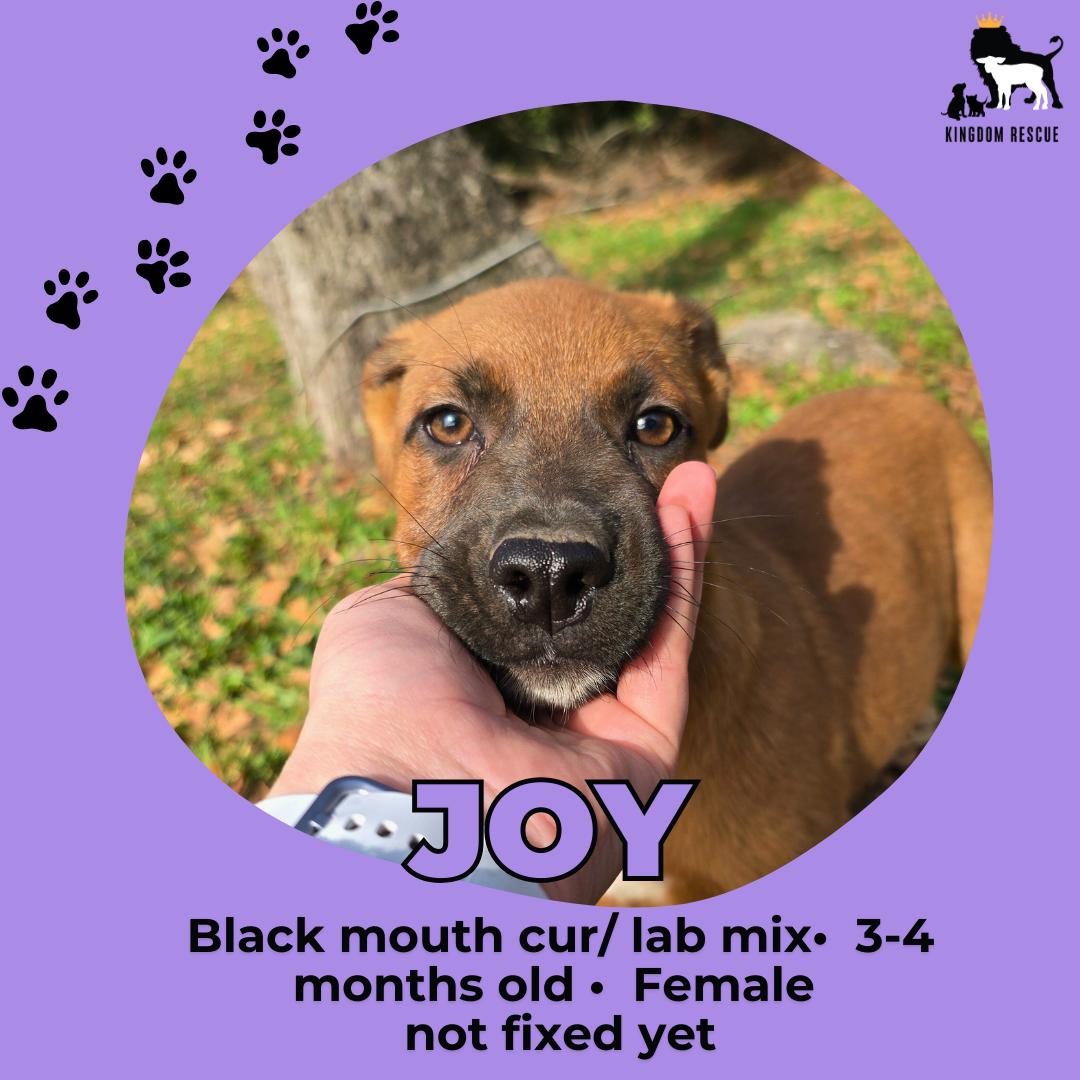 Joy, Adoptable, Young Female Black Mouth Cur.