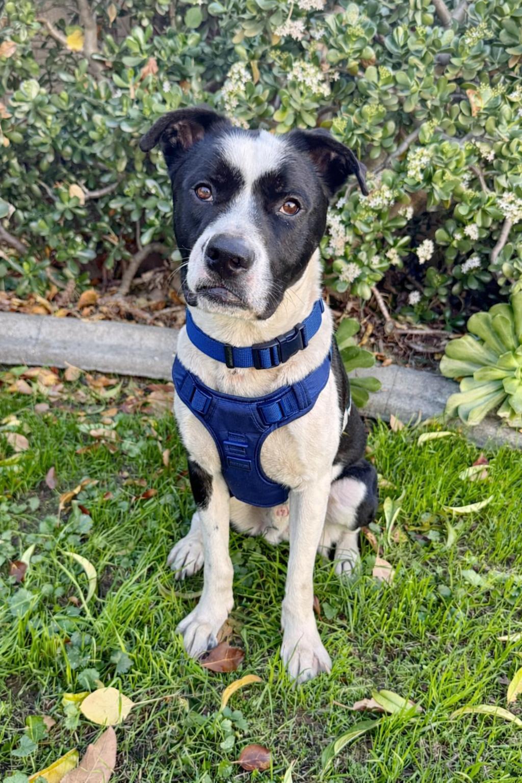 Oreo, ADOPTABLE, Young Male American Staffordshire Terrier.