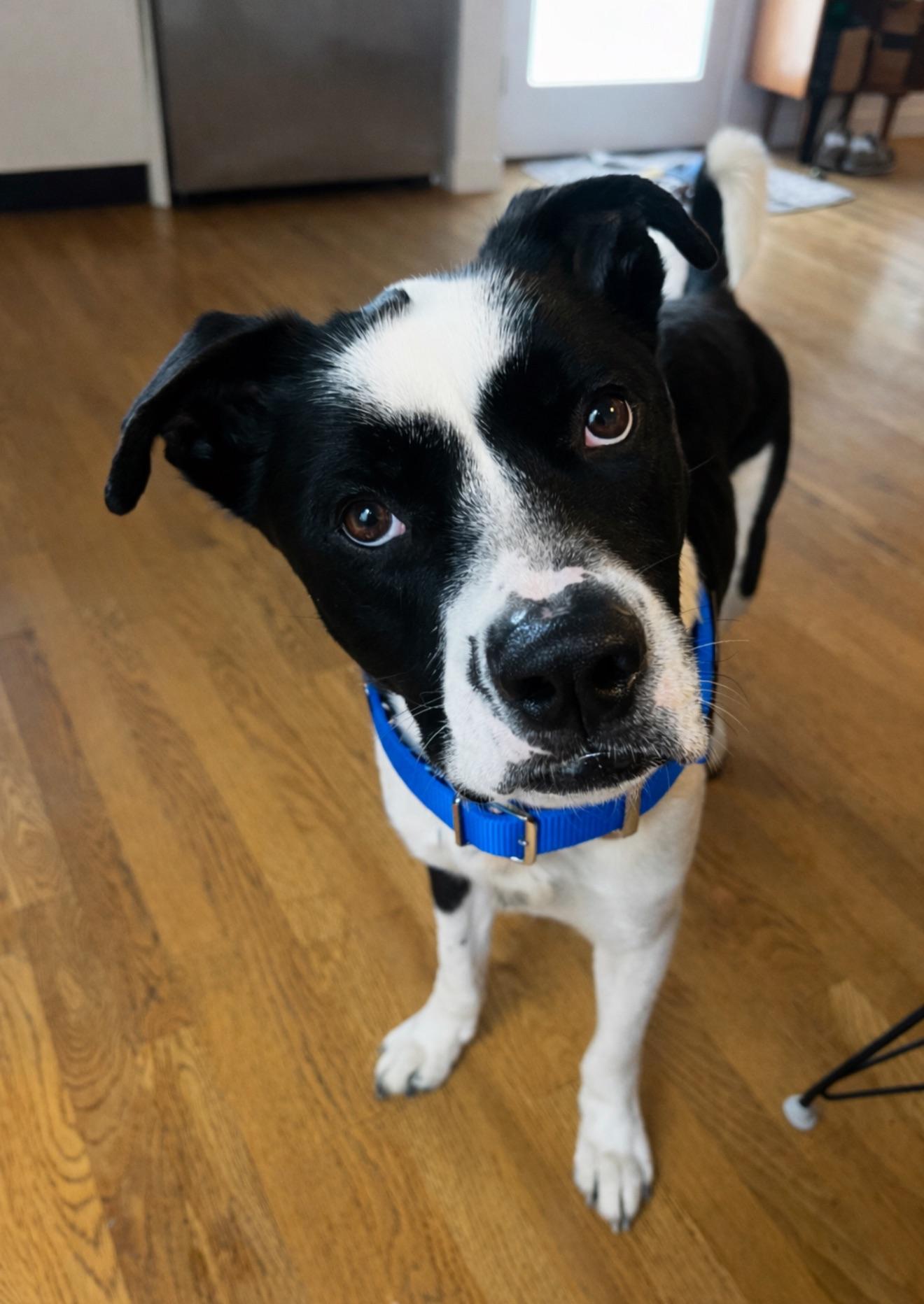 Enlarge Oreo, a ADOPTABLE mixed breed in Los Angeles, CA image 2/5