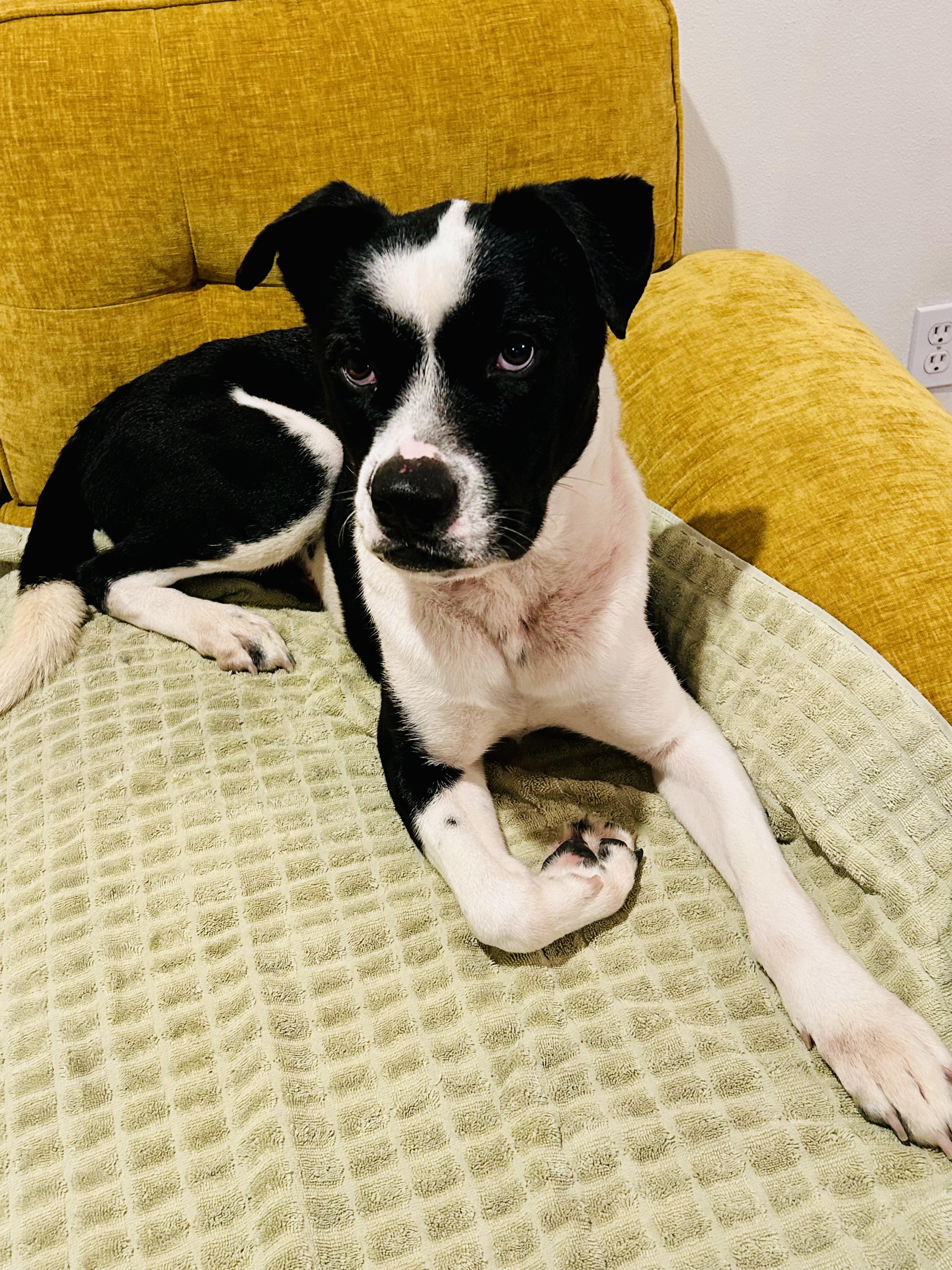 Enlarge Oreo, a ADOPTABLE mixed breed in Los Angeles, CA image 5/5