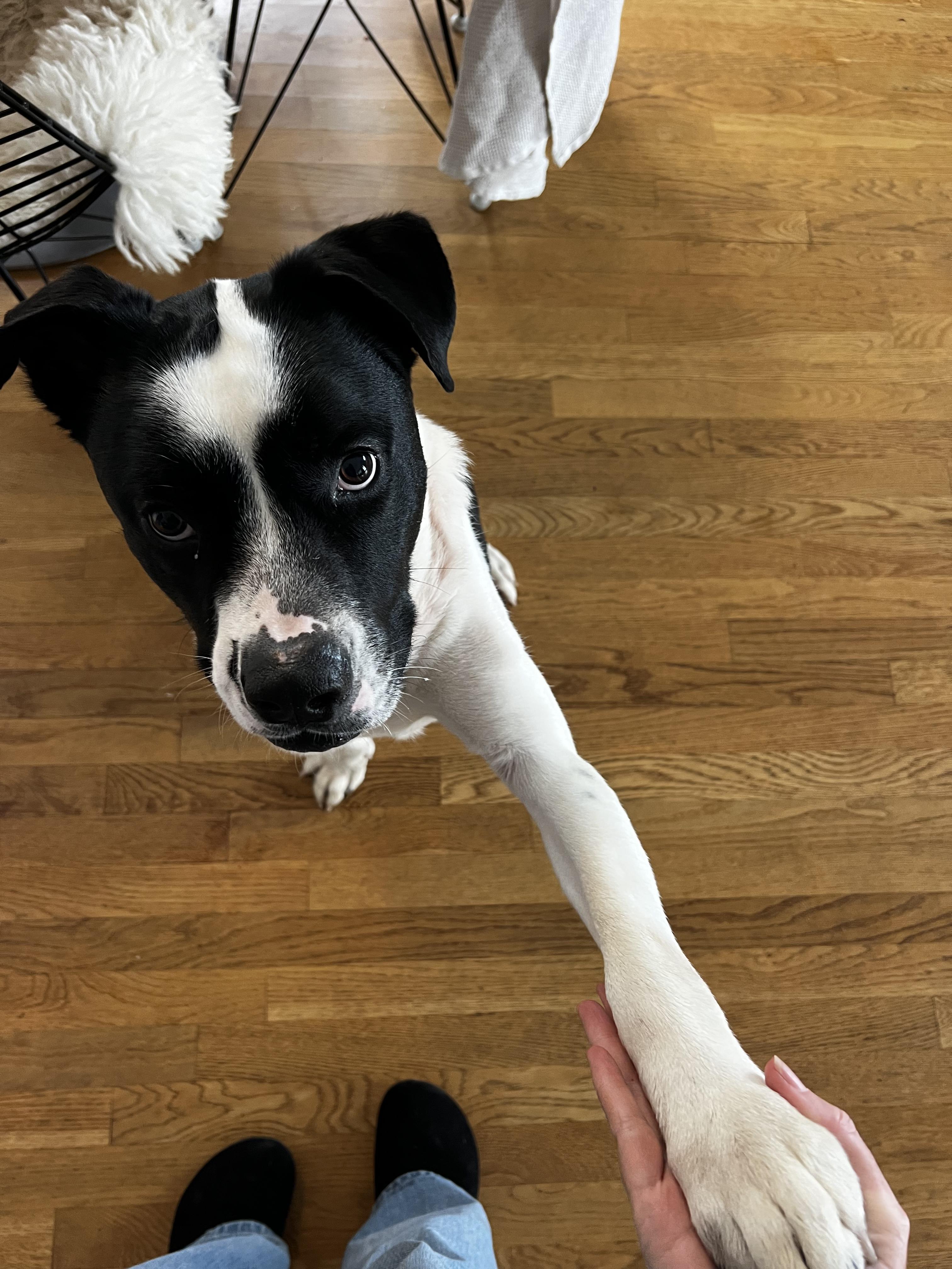 Enlarge Oreo, a ADOPTABLE mixed breed in Los Angeles, CA image 3/5