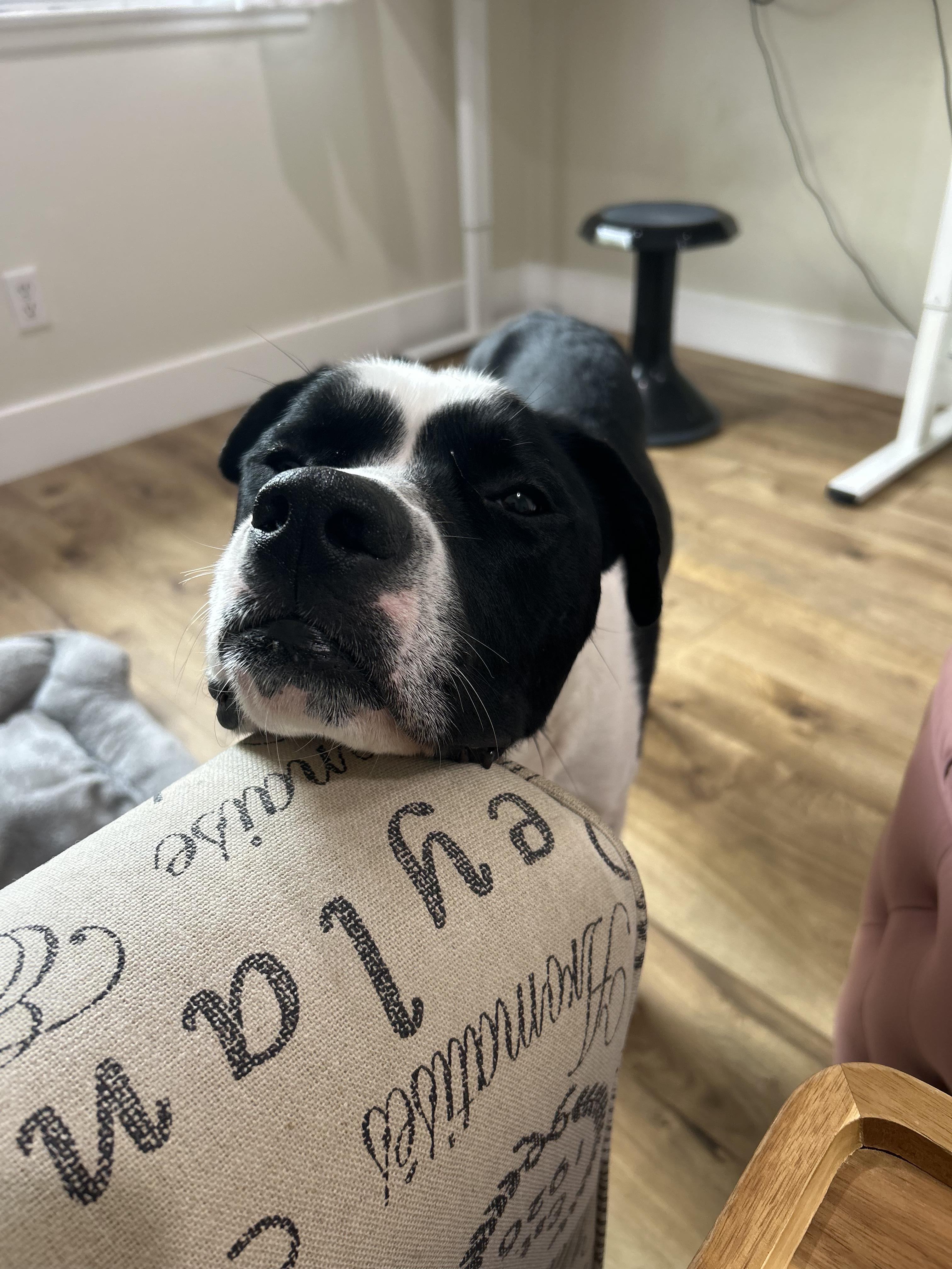 Enlarge Oreo, a ADOPTABLE mixed breed in Los Angeles, CA image 4/5