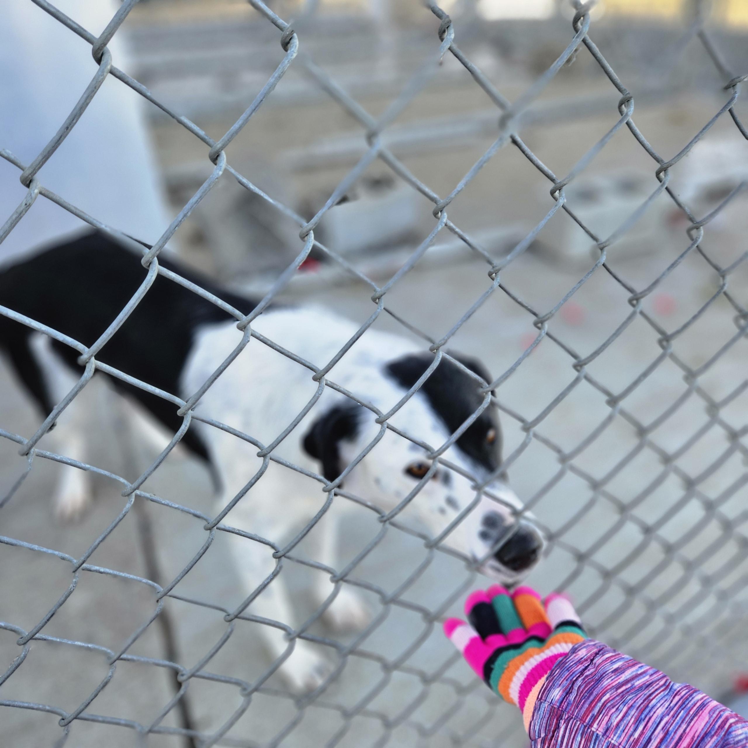 Sweetness - Foster Needed!, a ADOPTABLE mixed breed in Seattle, WA image 3/3