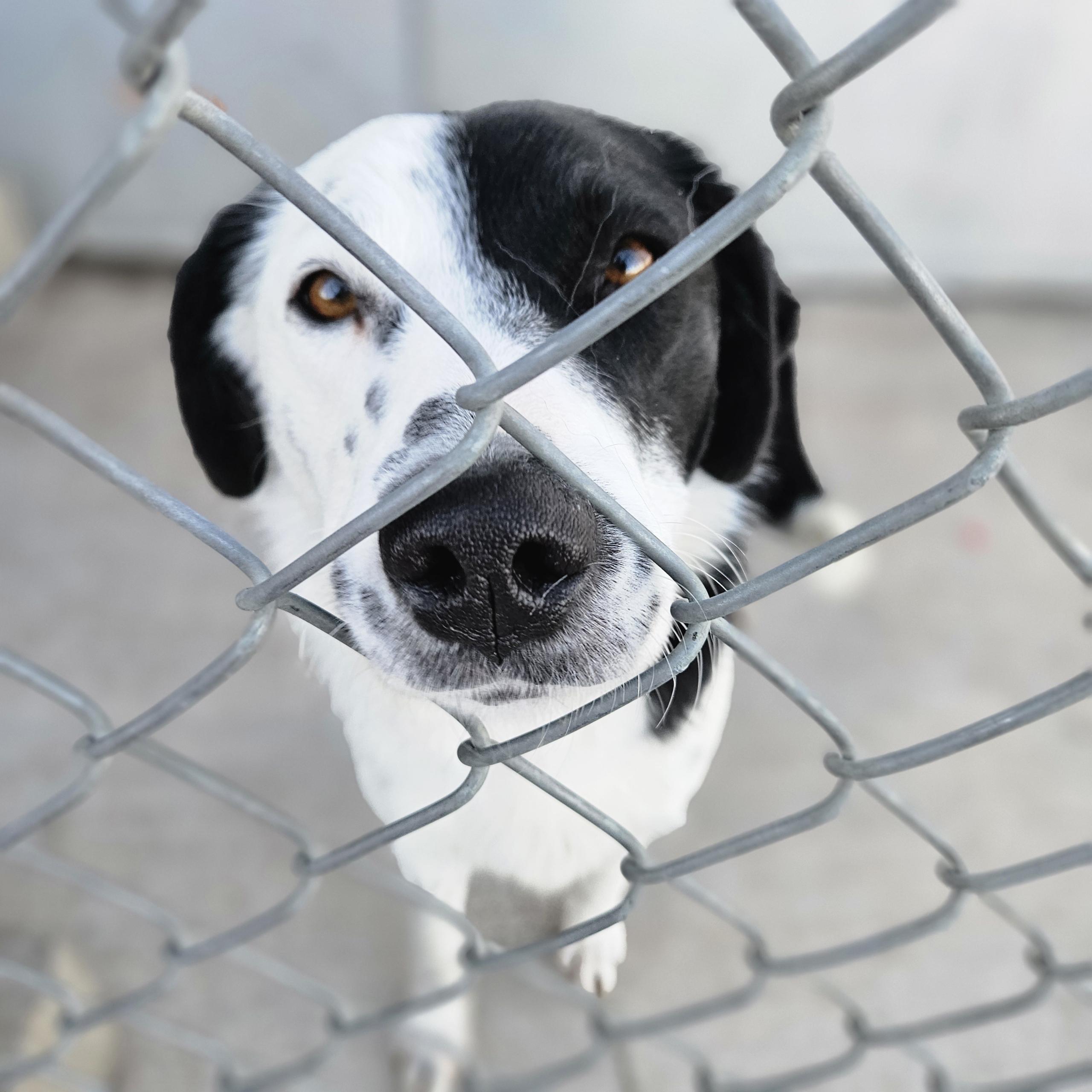 Sweetness - Foster Needed!, a ADOPTABLE mixed breed in Seattle, WA image 1/3