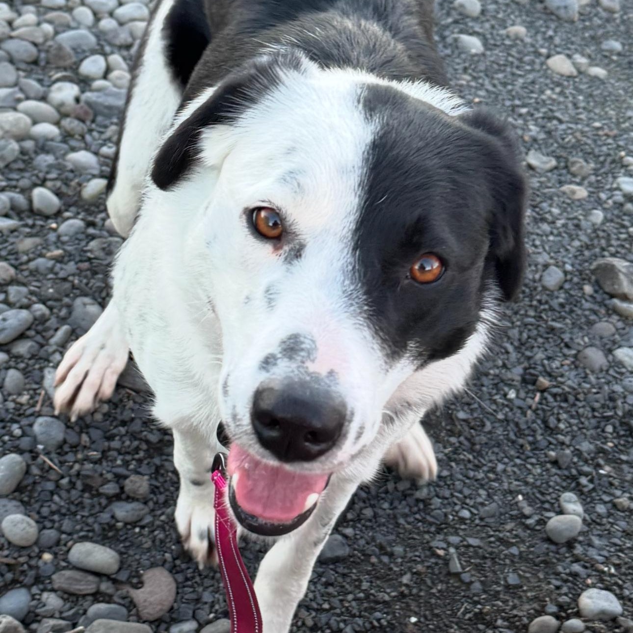 Sweetness - Foster Needed!, a ADOPTABLE mixed breed in Seattle, WA image 2/3