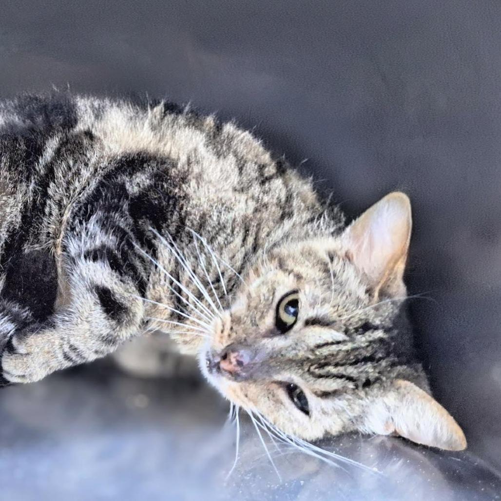 Enlarge Benny Houston, a Adoptable Domestic Short Hair in Denver, CO image 2/6