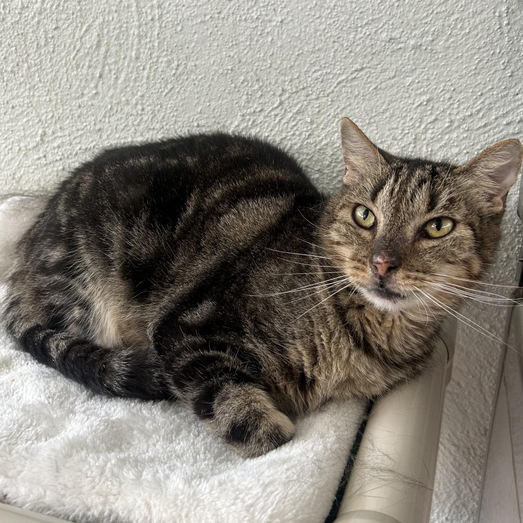 Enlarge Benny Houston, a Adoptable Domestic Short Hair in Denver, CO image 3/6