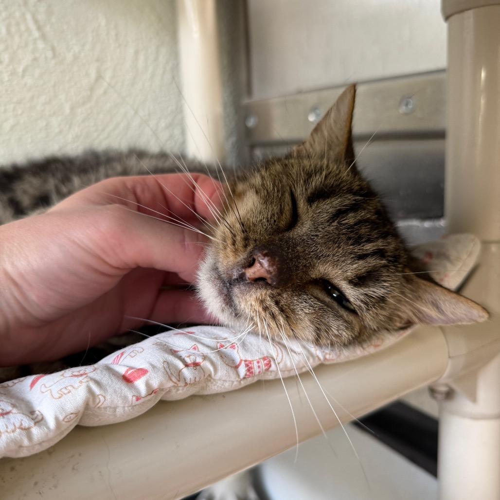 Enlarge Benny Houston, a Adoptable Domestic Short Hair in Denver, CO image 4/6