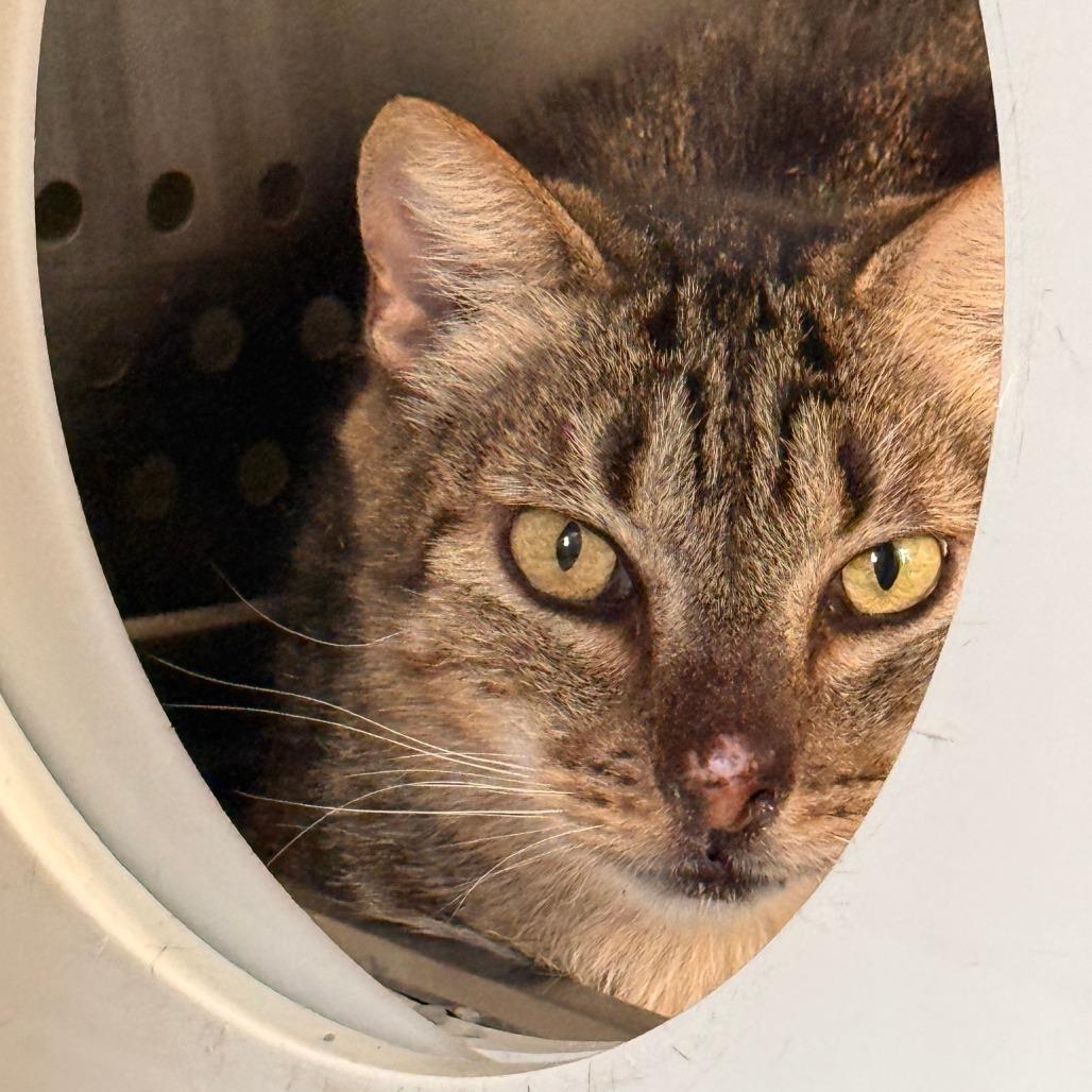 Enlarge Benny Houston, a Adoptable Domestic Short Hair in Denver, CO image 5/6
