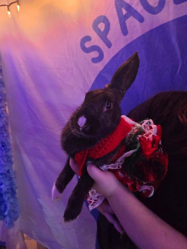October - special needs, a Adoptable Bunny Rabbit in Melbourne, FL image 2/6