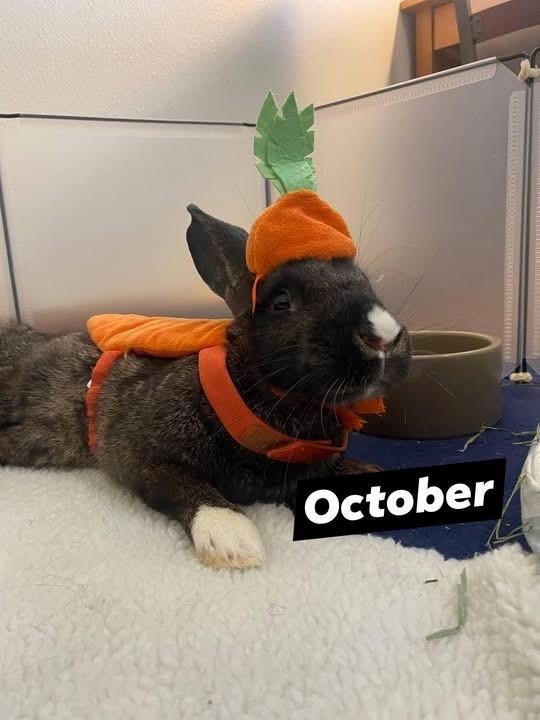 October - special needs, a Adoptable Bunny Rabbit in Melbourne, FL image 5/6