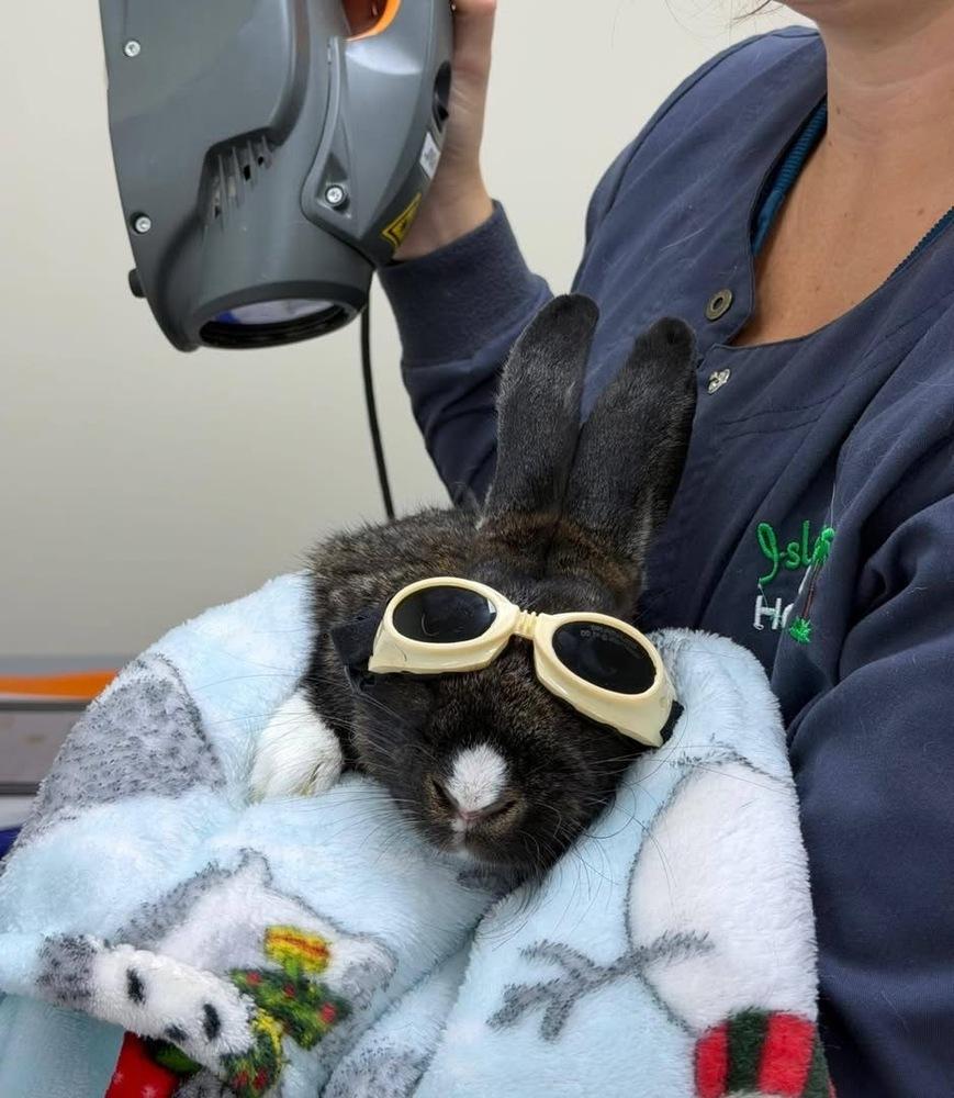 October - special needs, Adoptable, Adult Female Bunny Rabbit.