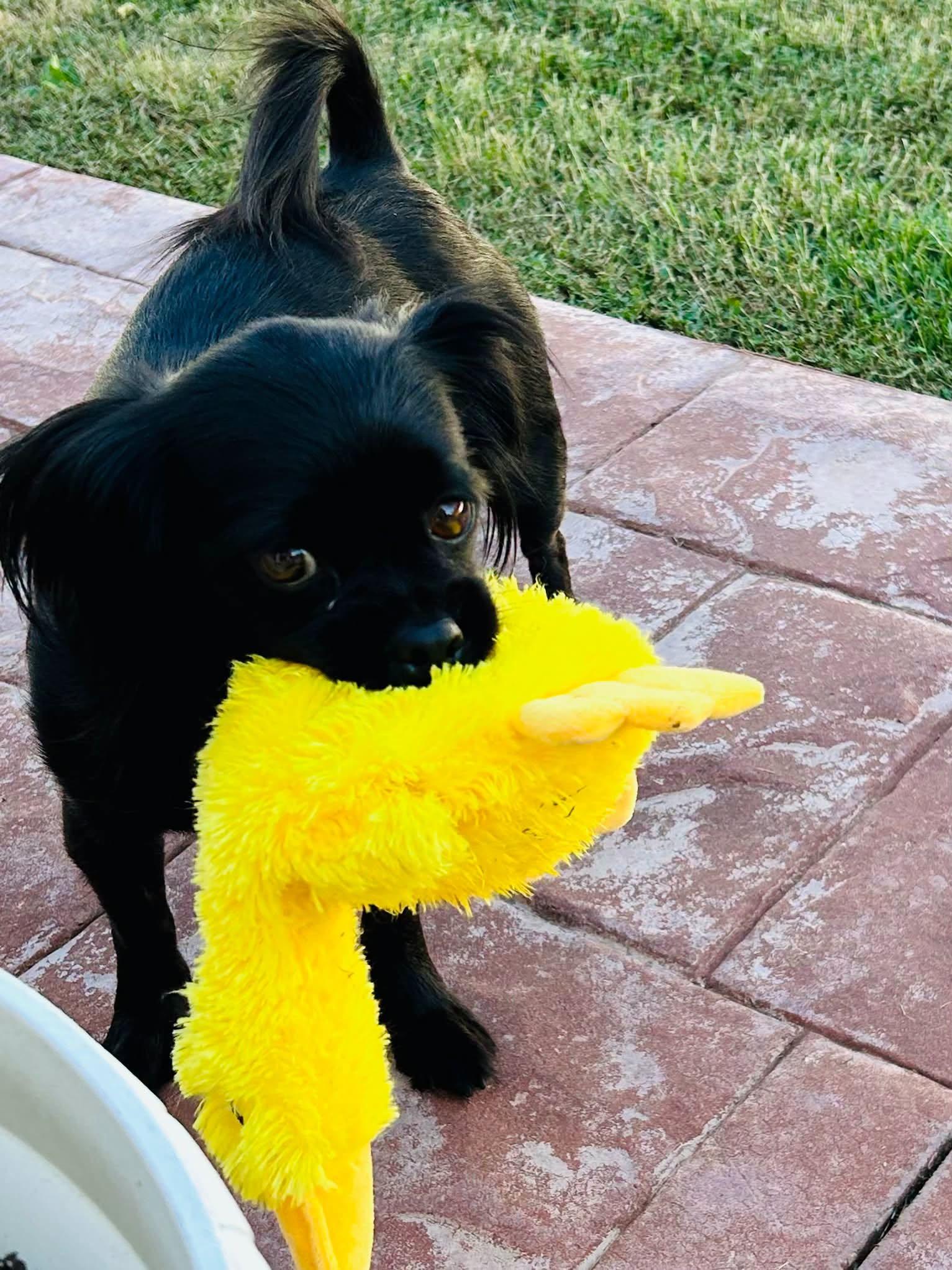 Adalynn, Adoptable, Adult Female Pekingese & Shih Tzu.