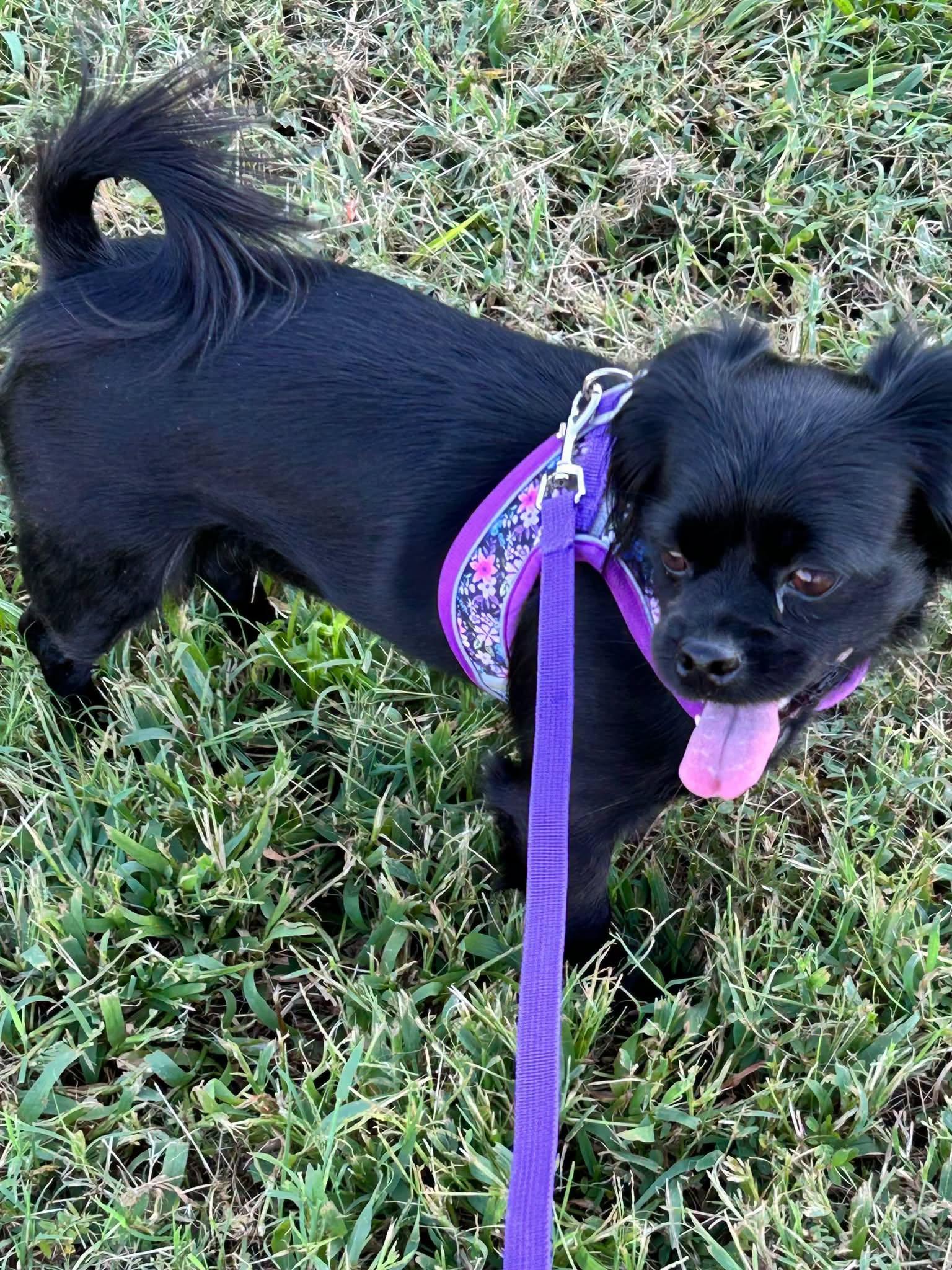 Enlarge Adalynn, a Adoptable mixed breed in Yorktown, VA image 6/6