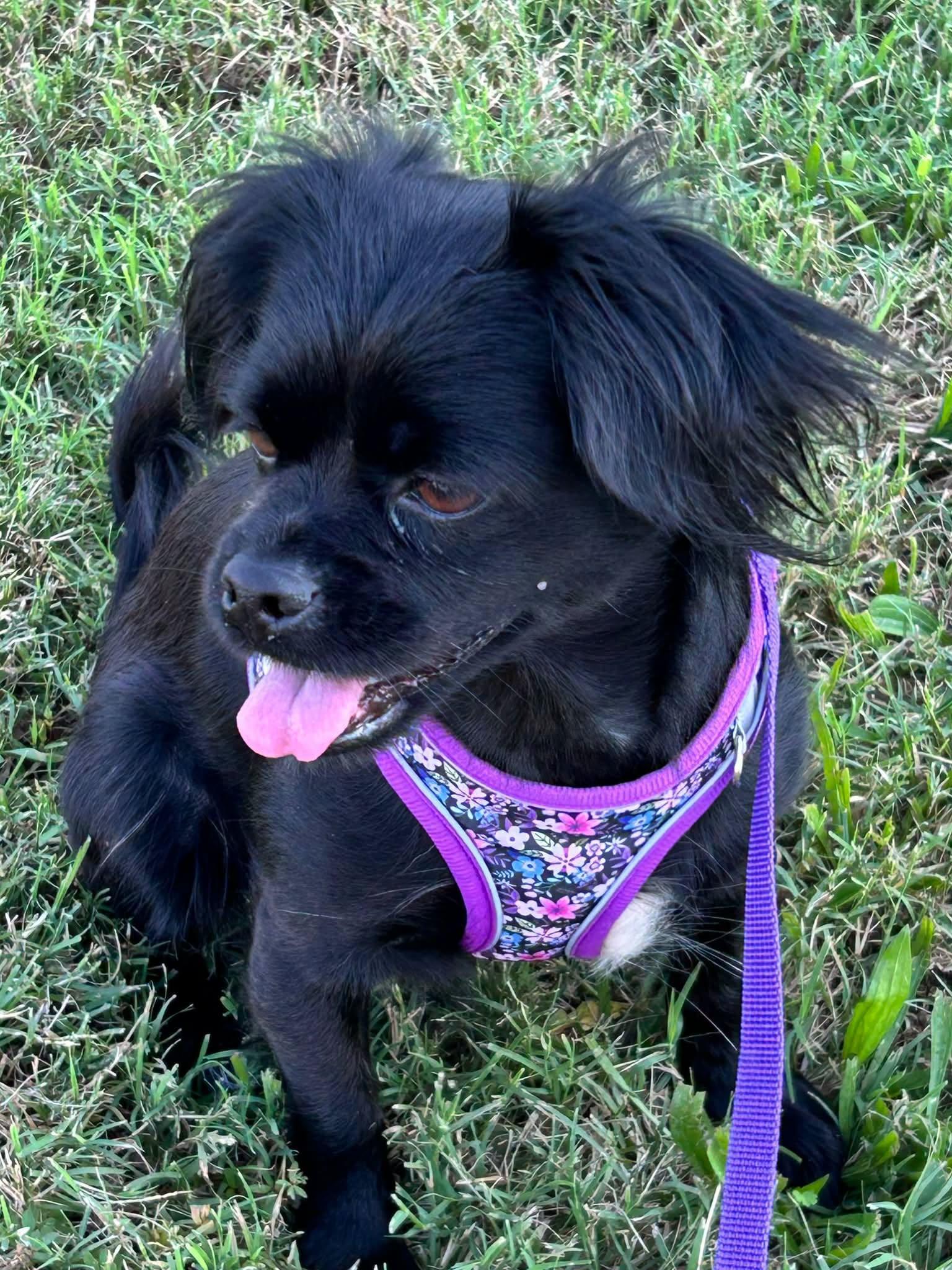 Enlarge Adalynn, a Adoptable mixed breed in Yorktown, VA image 3/6