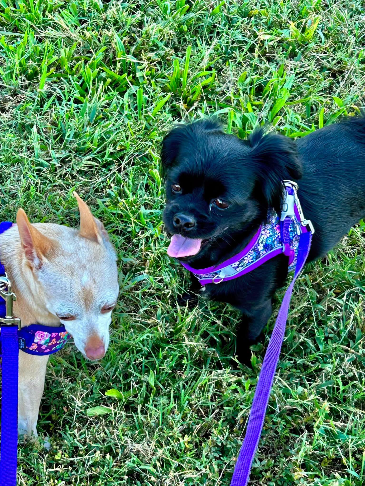Enlarge Adalynn, a Adoptable mixed breed in Yorktown, VA image 5/6