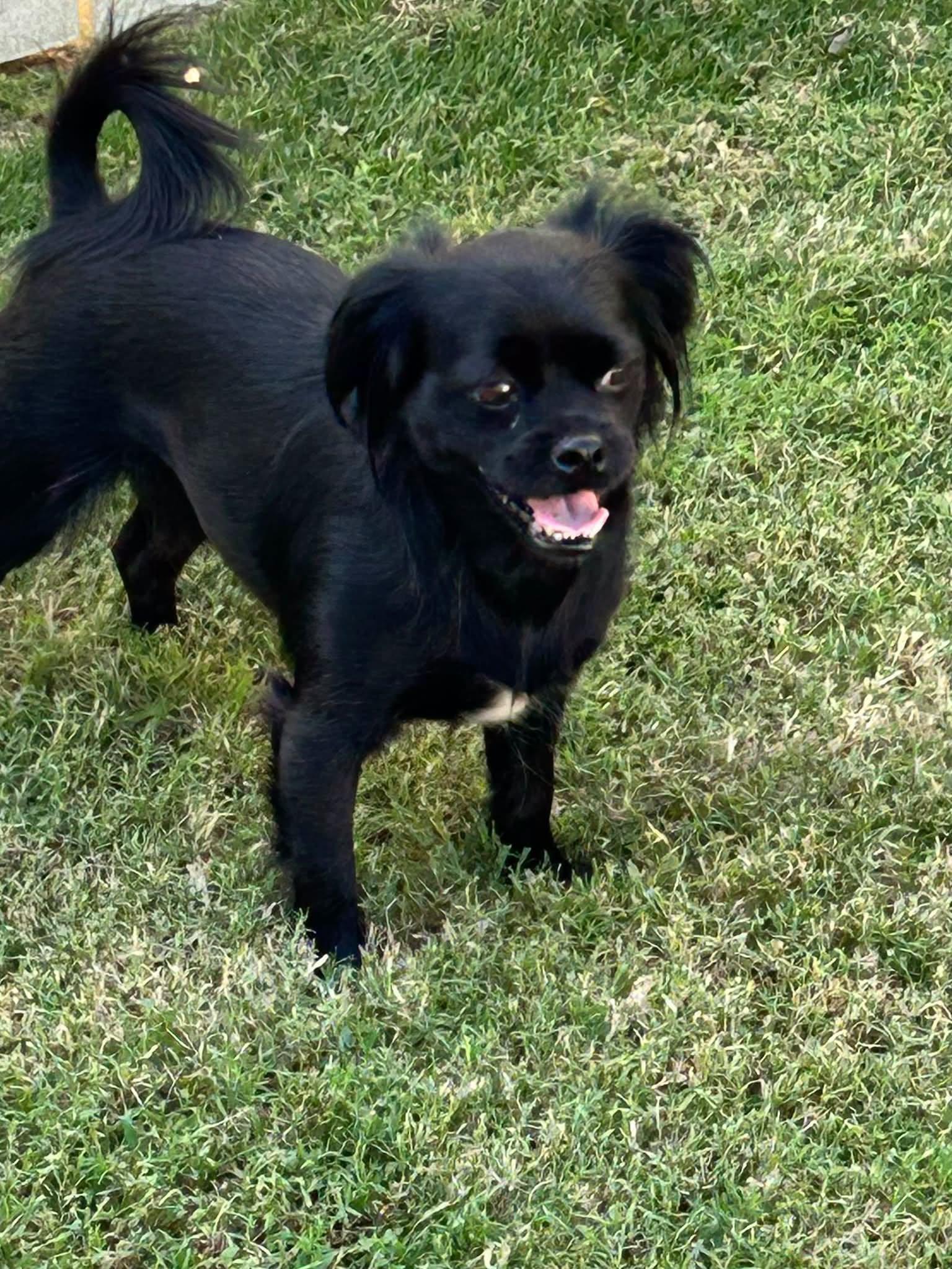 Enlarge Adalynn, a Adoptable mixed breed in Yorktown, VA image 2/6