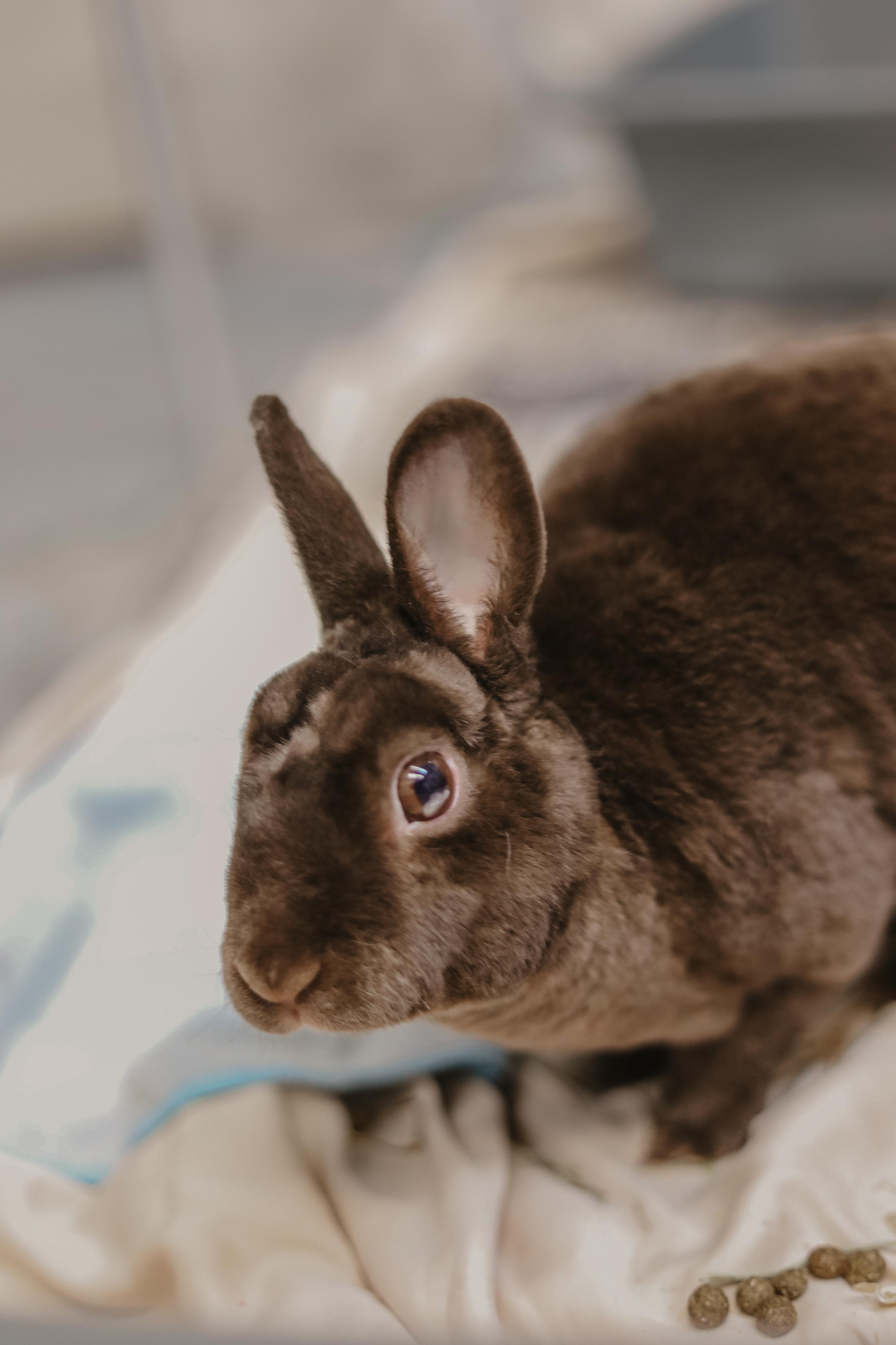 Enlarge Luna, a ADOPTABLE Bunny Rabbit in Everett, ON image 4/6