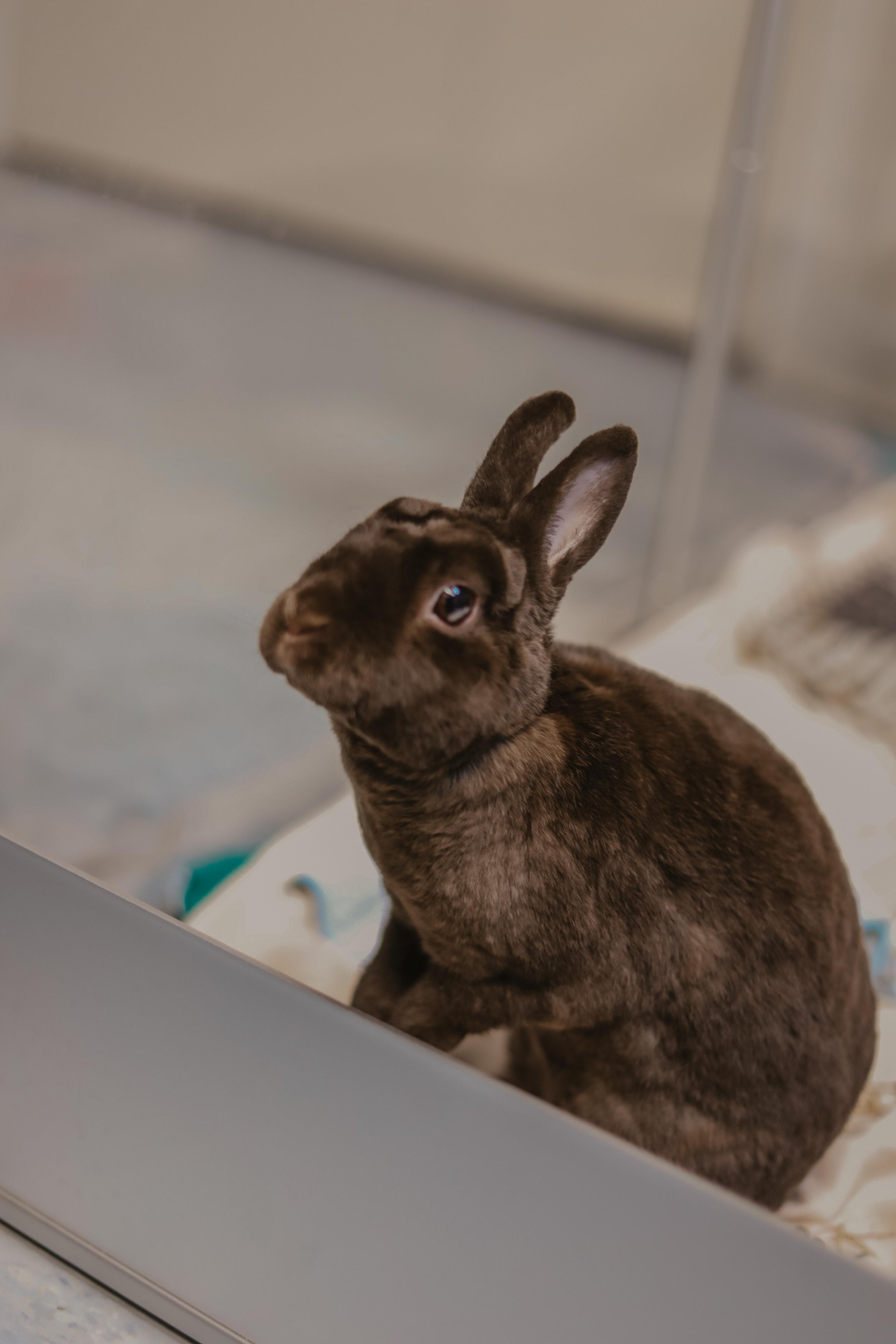 Enlarge Luna, a ADOPTABLE Bunny Rabbit in Everett, ON image 3/6