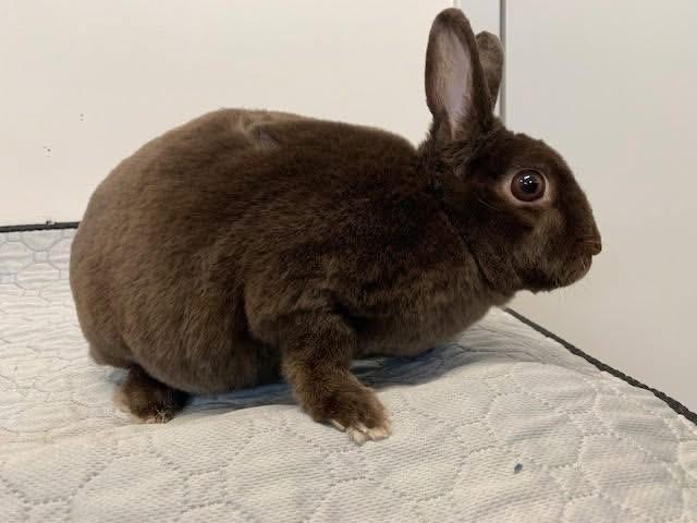Enlarge Luna, a ADOPTABLE Bunny Rabbit in Everett, ON image 2/6